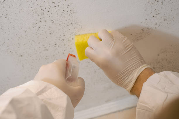 Professional Mold Removal in Crystal River, FL