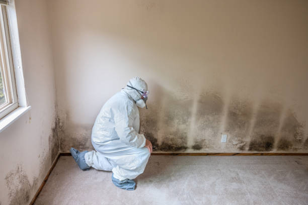 Best Real Estate Mold Inspection  in Crystal River, FL