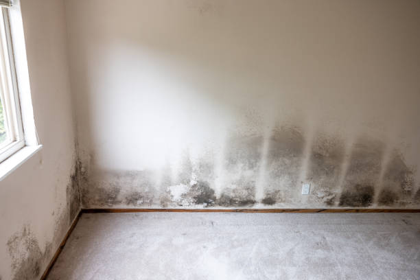 Best Mold Odor Removal Services  in Crystal River, FL